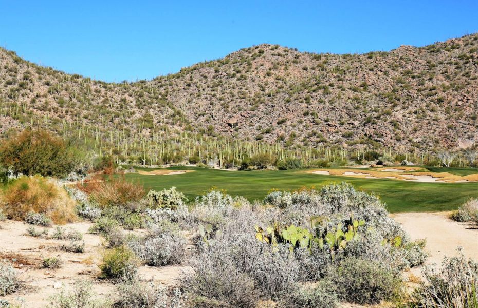 SAGUARO-NEW-2-1