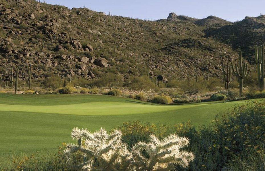 SAGUARO-NEW-3-1-1