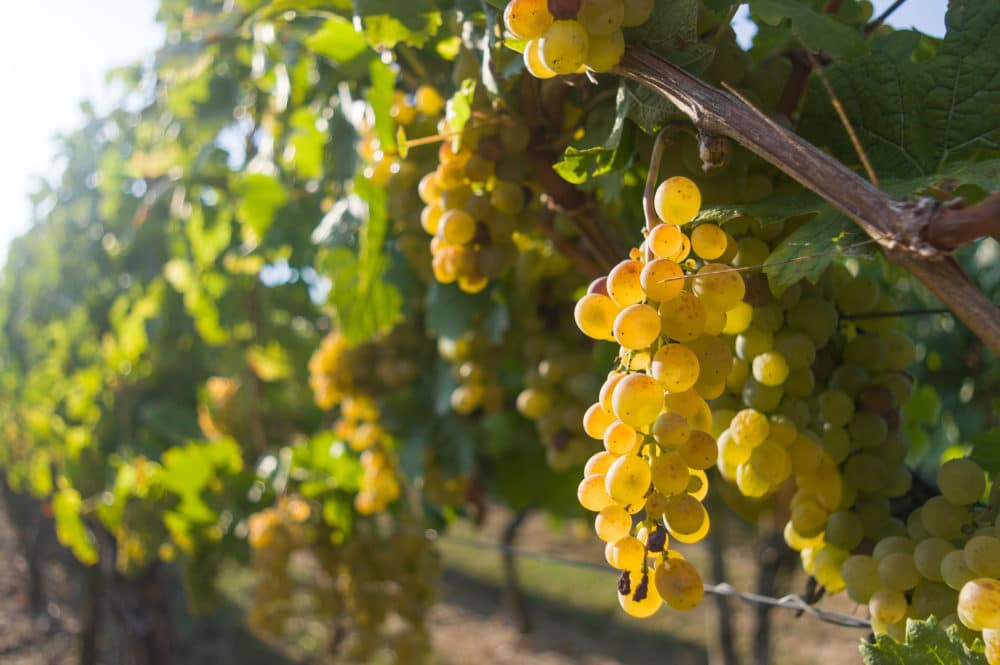 deutschland-franken-weinberge-1000x665