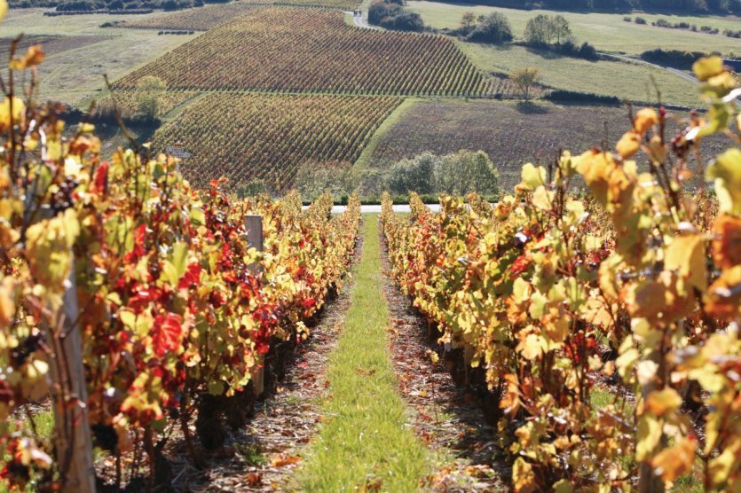 217911-romaneche-thorins-vignoble-du-beaujolais-pres