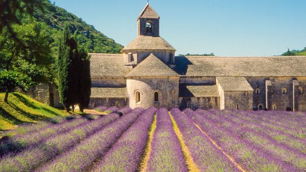 article-france-luberon-abbey-notre-dame-de-senanque-lavender