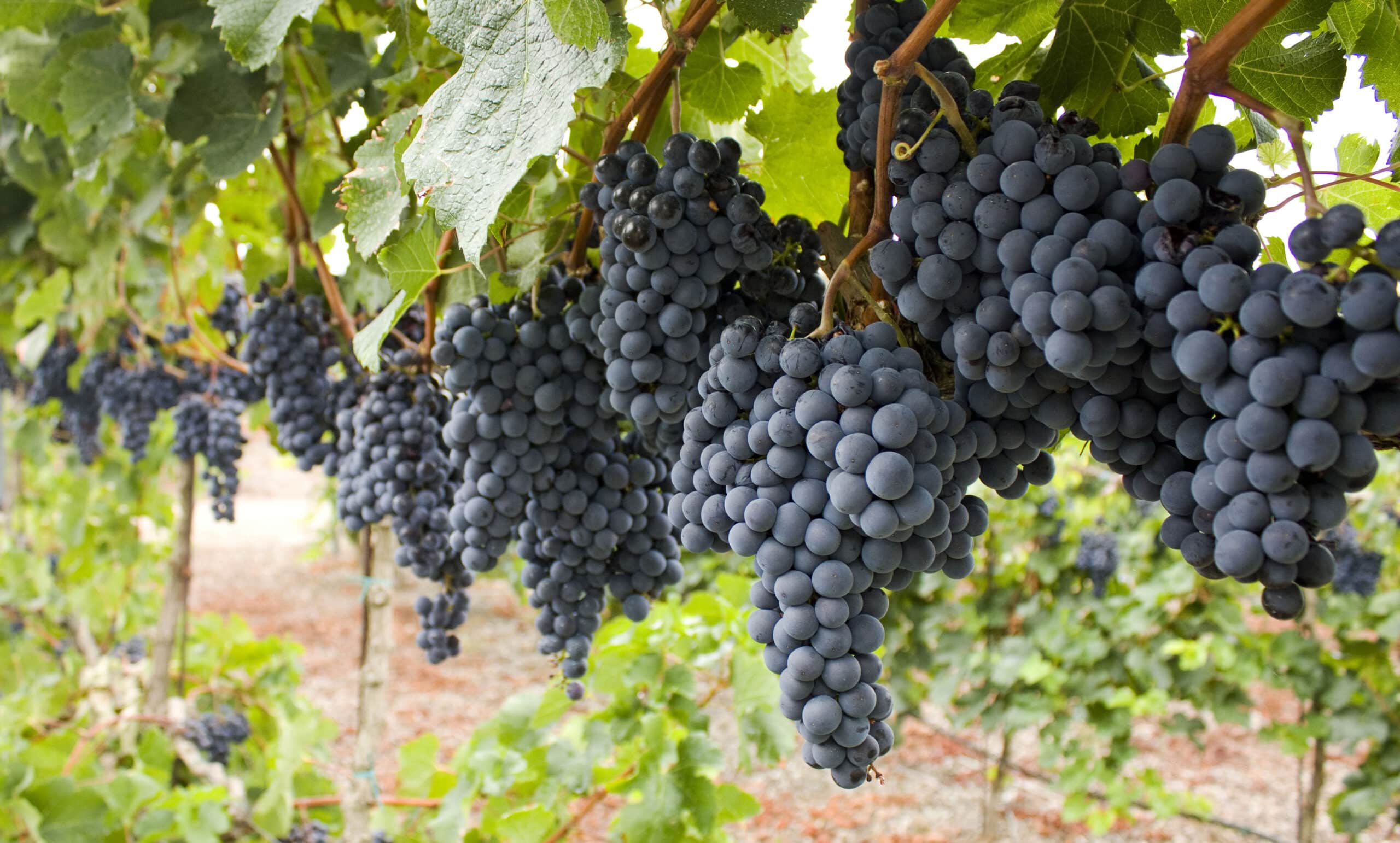 Forfait Vignobles & dégustation de vin à Florence, Italie