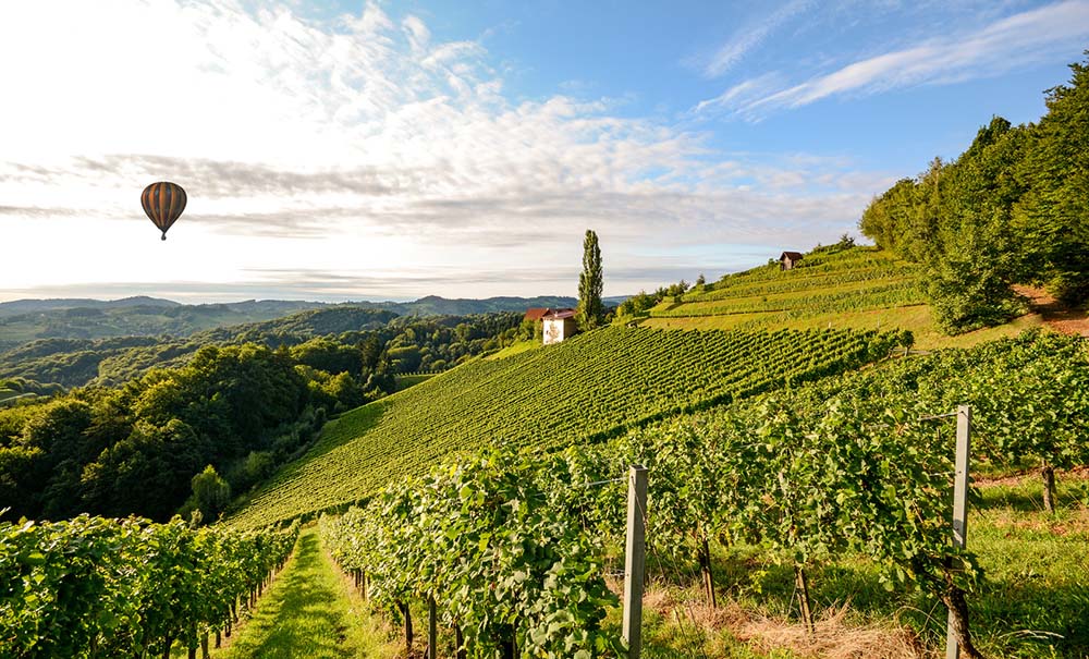 Vineyards with hot air balloon near a winery before harvest in t