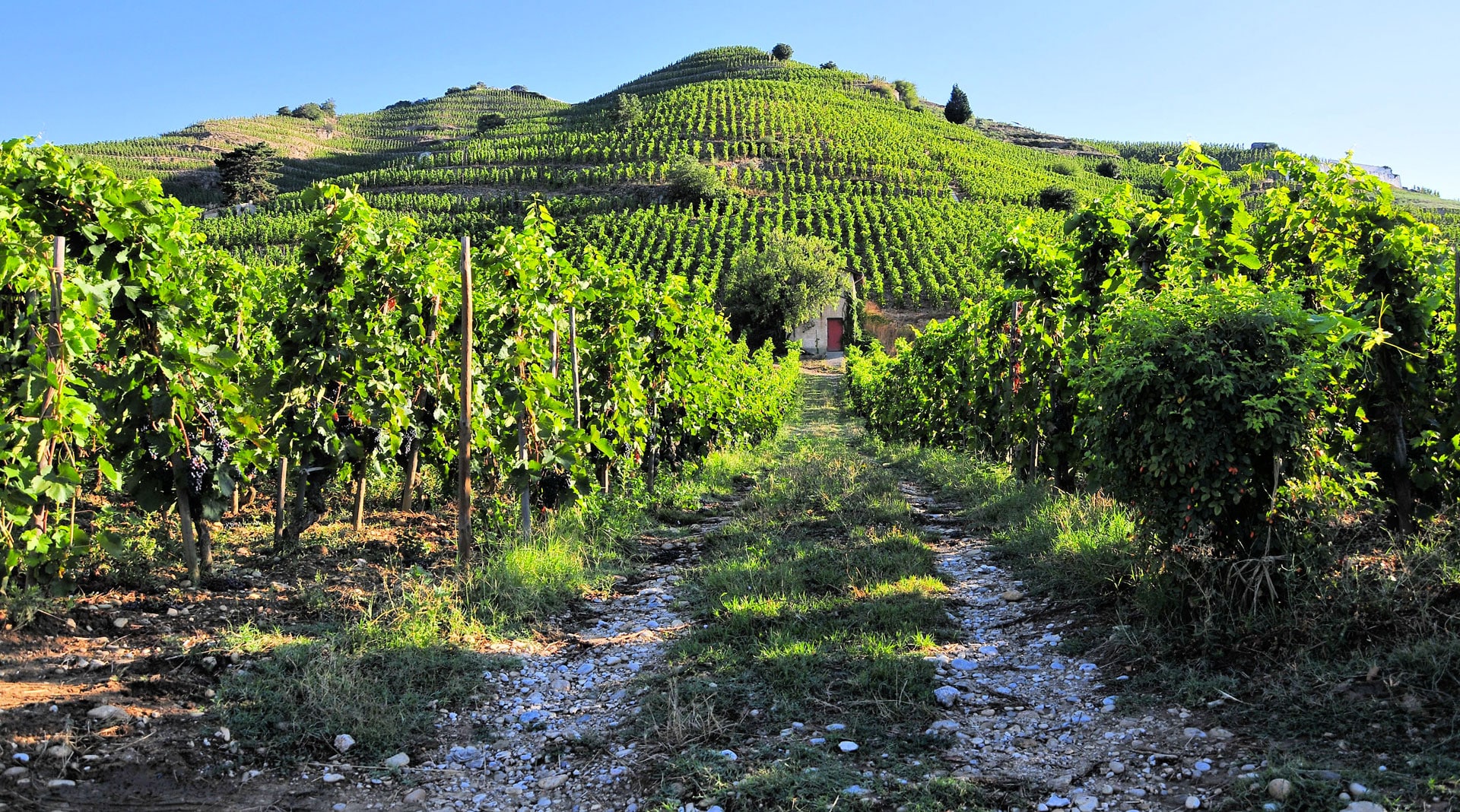 vigne-tain-l-hermitage1920