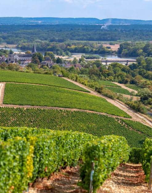 vignoble-de-pouilly-sur-loire-494x627-86b4c41382b53b7f58e41399da24dc7b