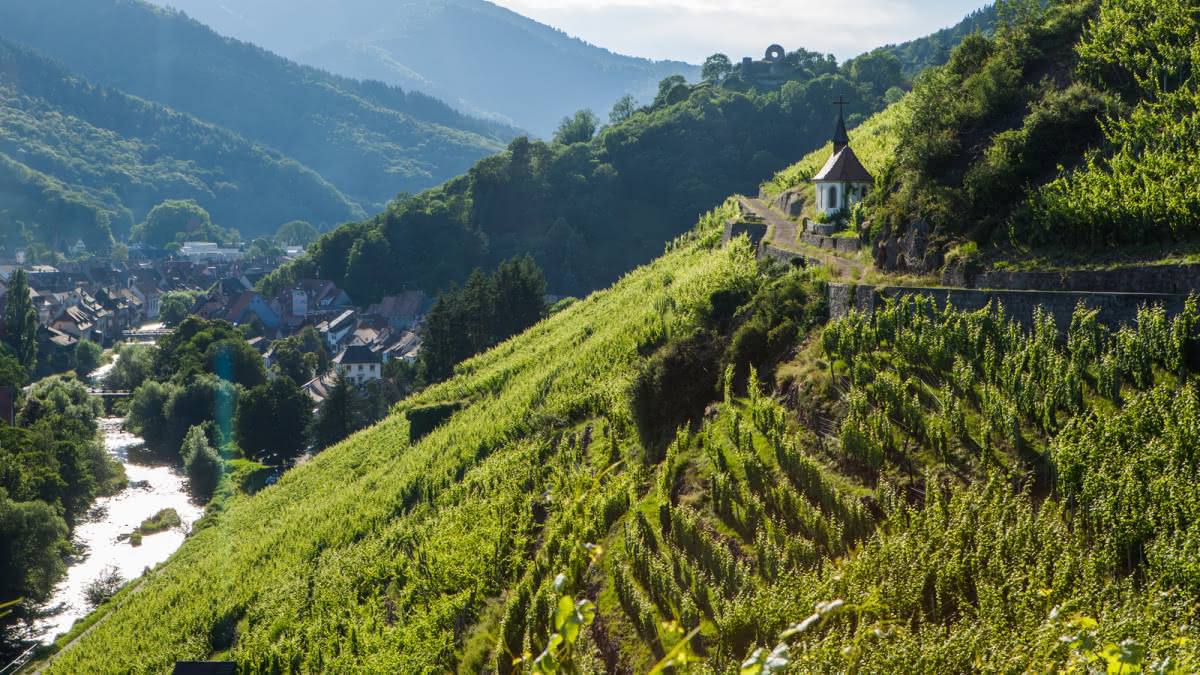 vignoble-rangen-thann-aaa-meyer-1200x675