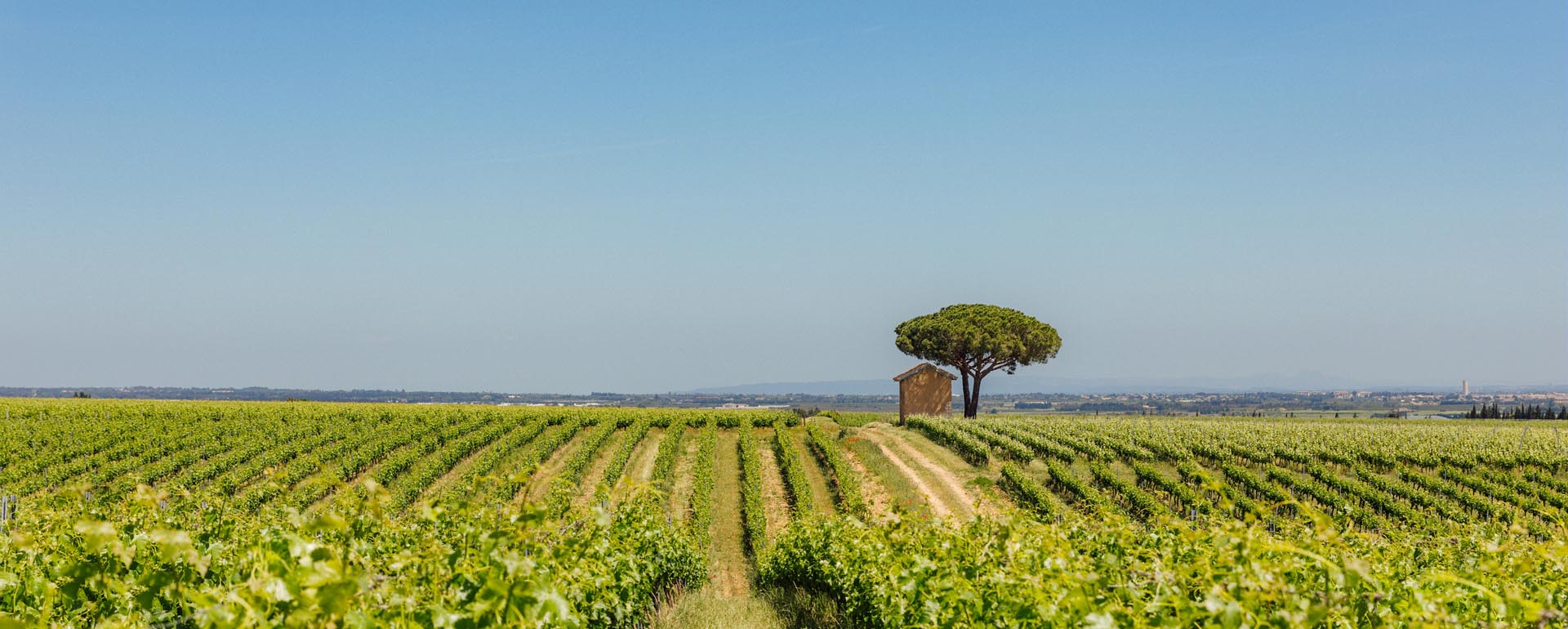 Vignobles-vallée-du-Rhône