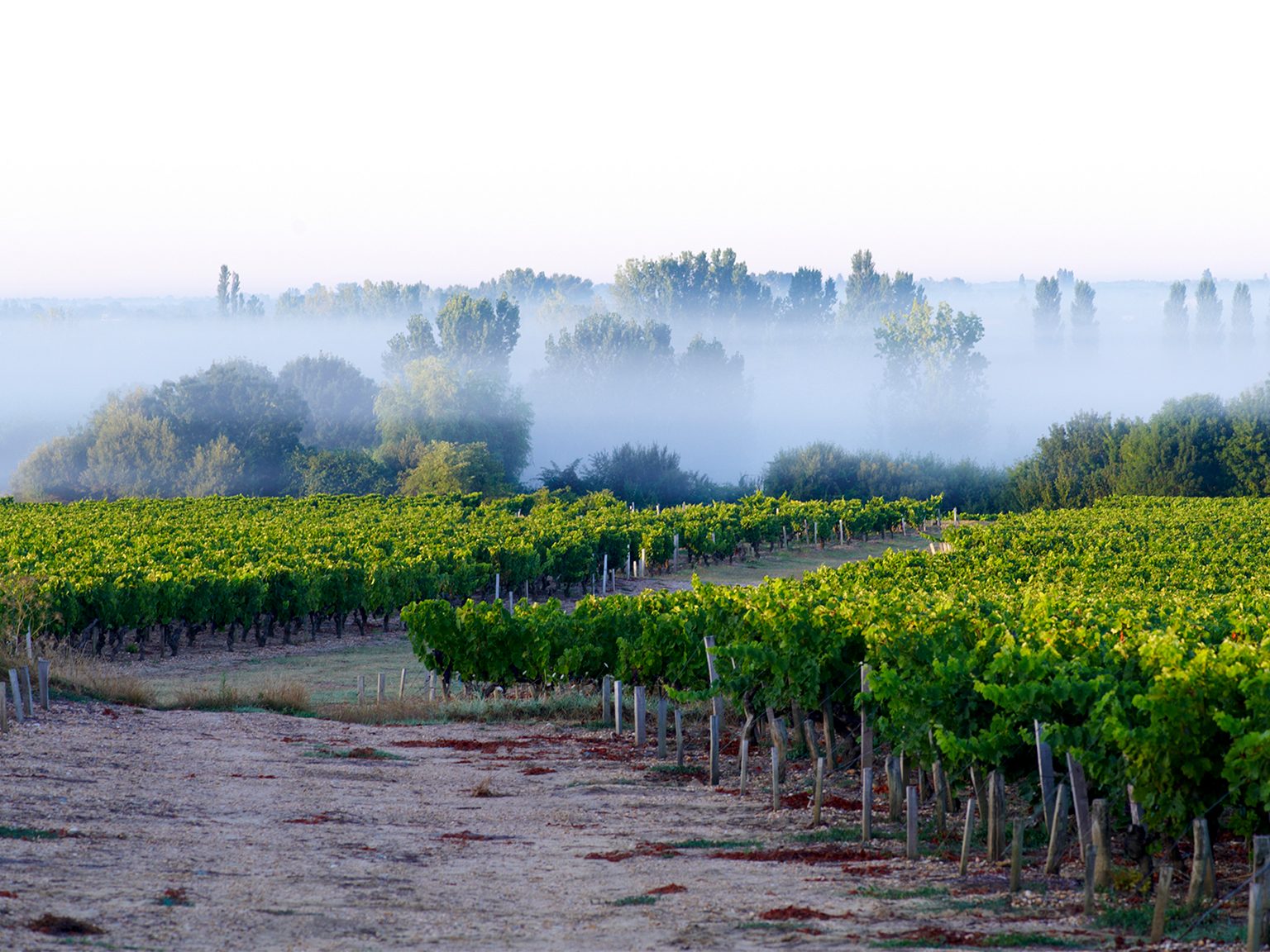 SFD_Medoc_credit-philippe-caumes_Paysages-0103_1536x1152-1536x1152