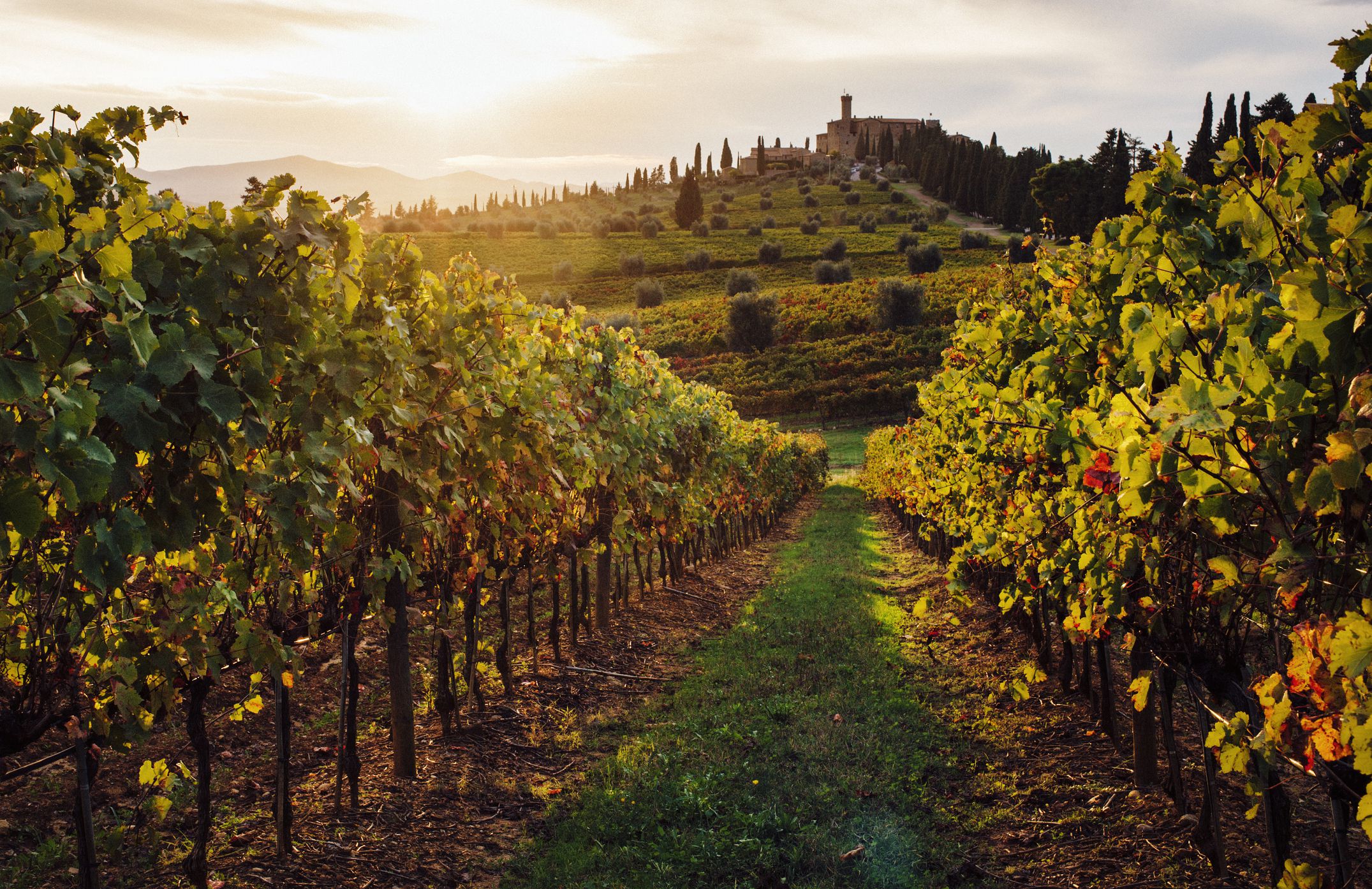 vineyard-in-tuscany-5c298f19c9e77c0001f7e4fc (1)