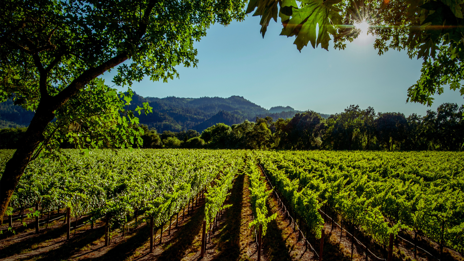 Vignoble Voyage